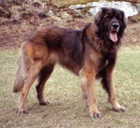 LEONBERGER 